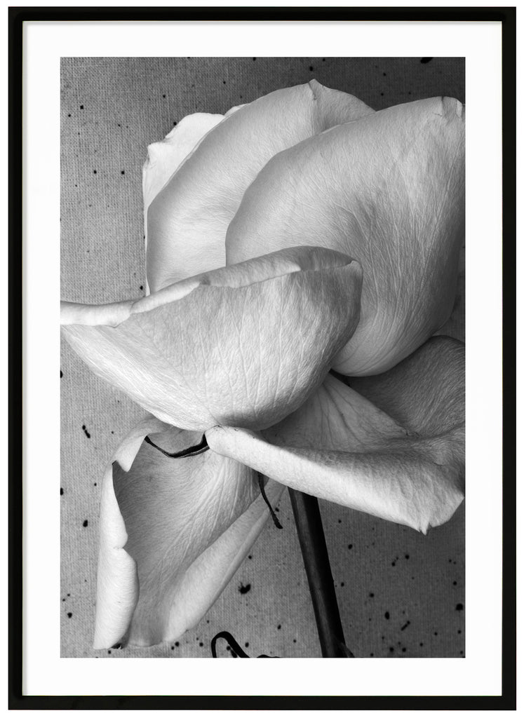 Still life of a white rose photographed in black and white. Black frame.