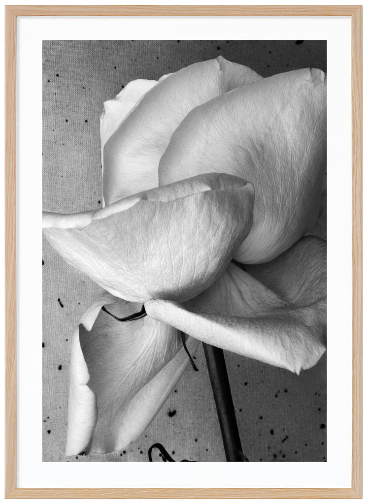 Still life of a white rose photographed in black and white. Oak frame. 