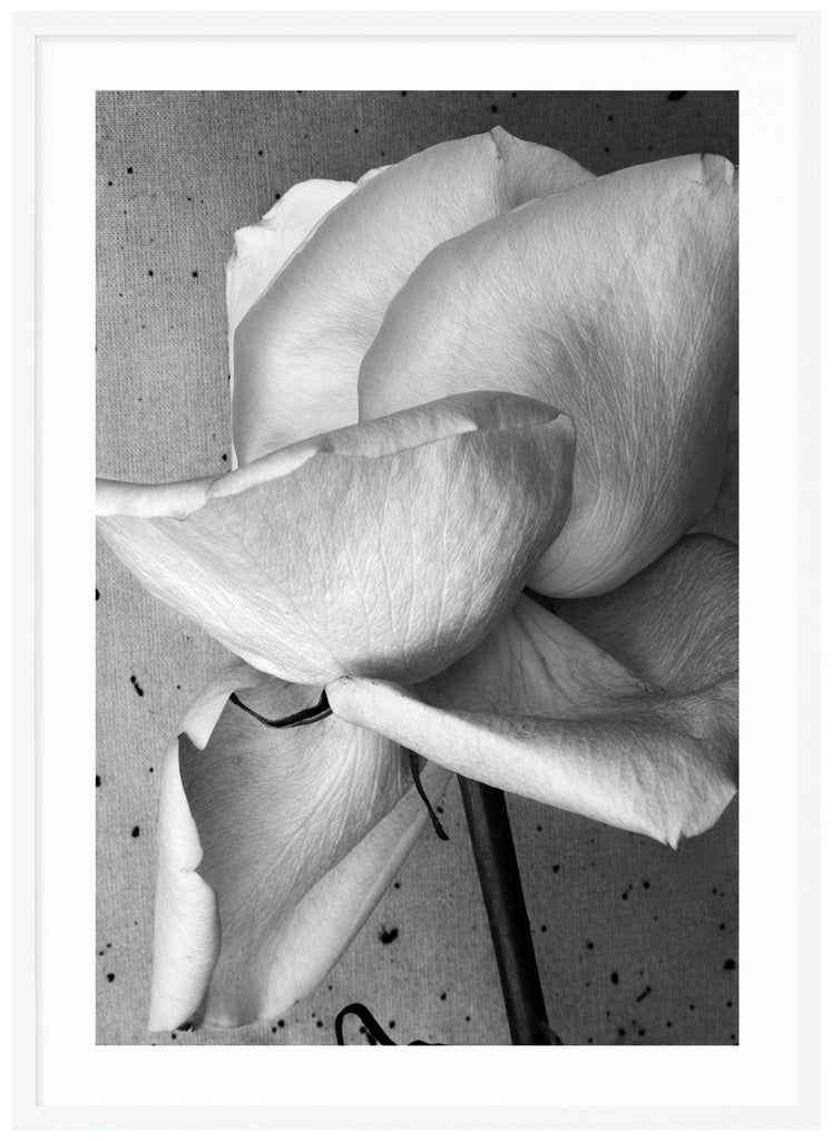 Still life of a white rose photographed in black and white. White frame. 