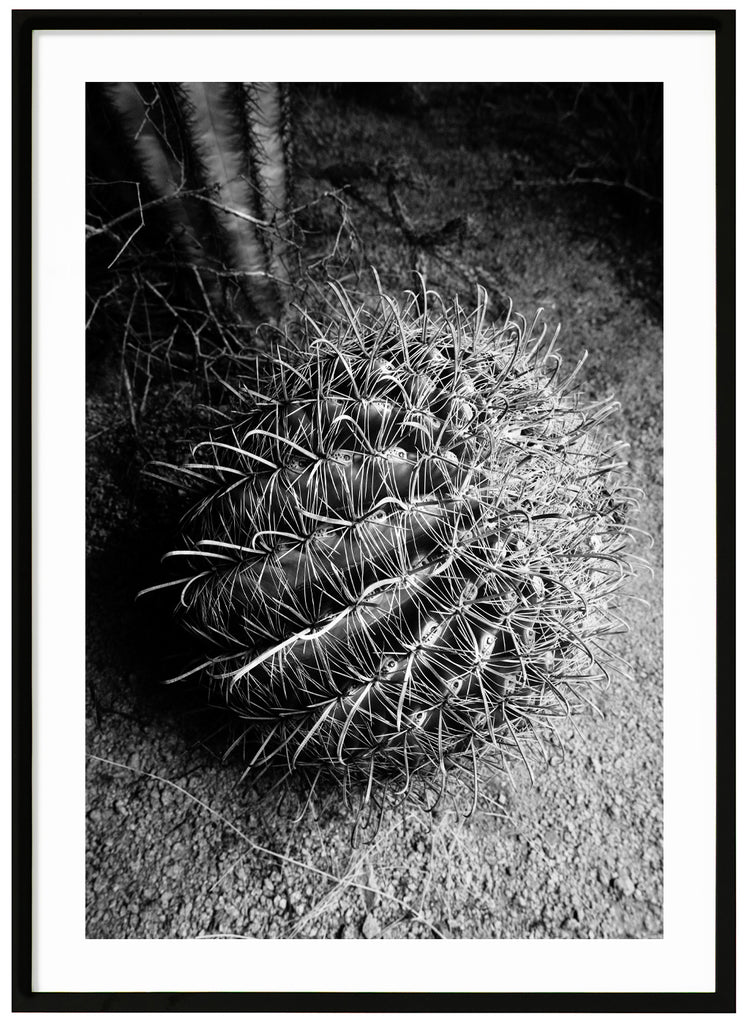 Black and white photograph of a Santa Cruz Beehive cactus. Black frame. 