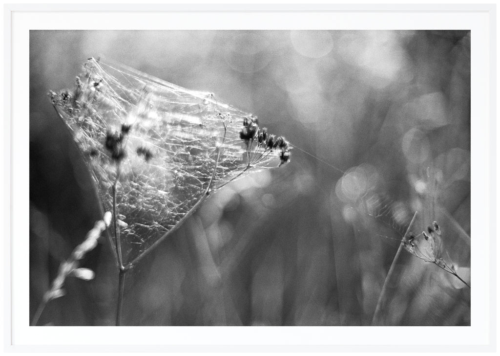 Analogous photograph of cobwebs. White frame. 