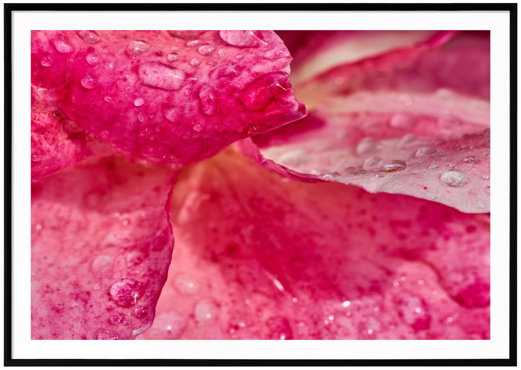 Photograph of rose petals with water drops on.  Black frame. 