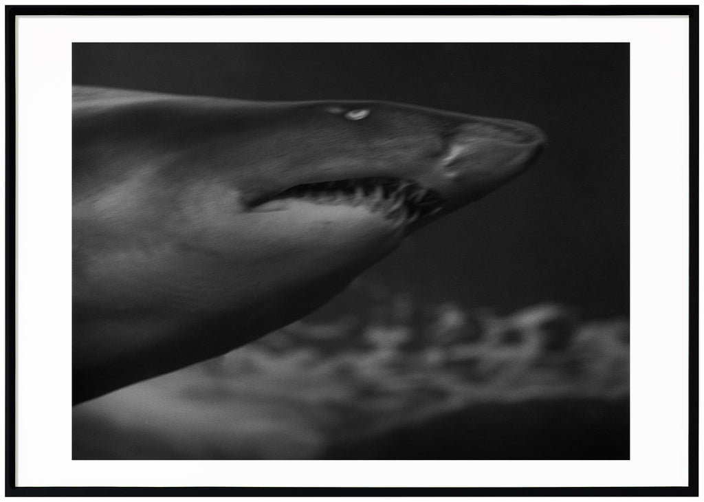 Analogous photograph of a shark. Black frame. 