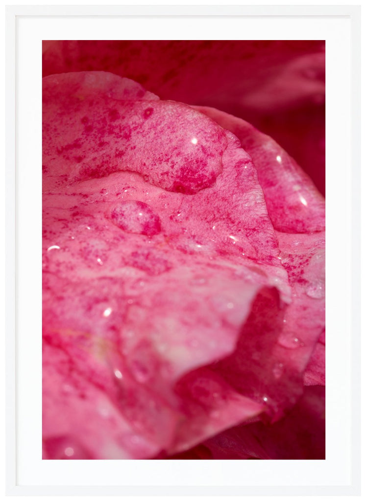 Photograph of rose petals with water drops on. White frame. 