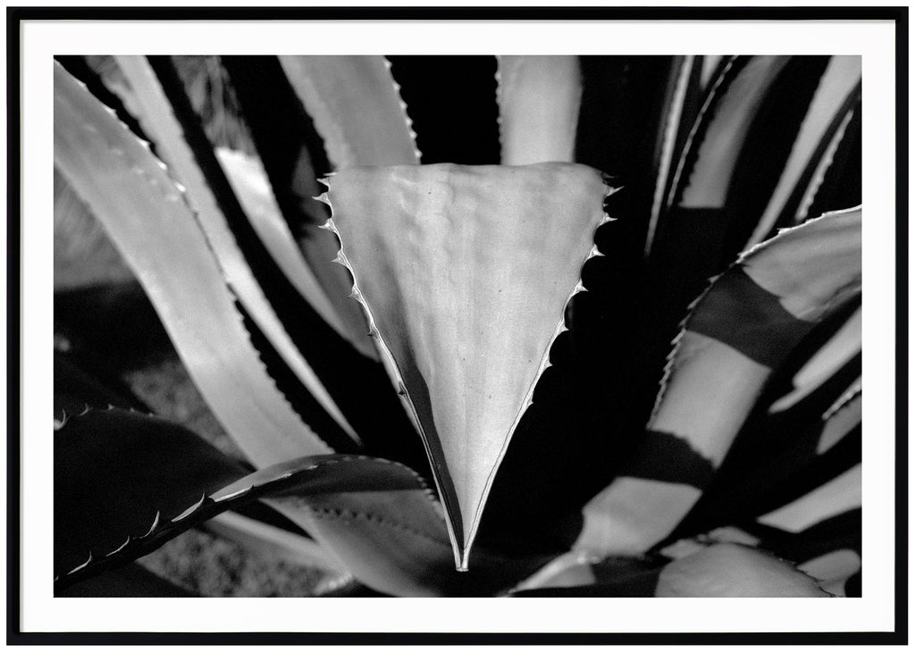 Black and white photograph in close-up of several leaves that have thorns on the sides. Black frame. 
