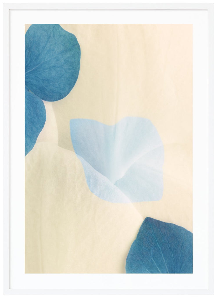 Color photography of blue and white flower petals with graphic elements in the motif. White frame. 