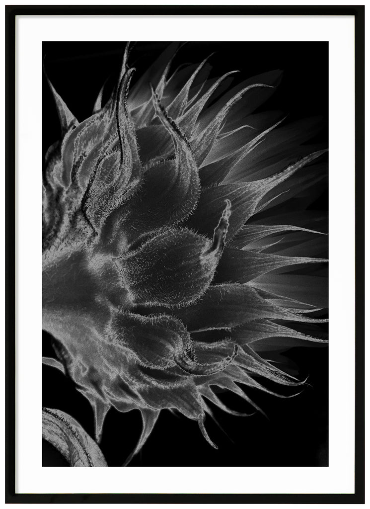 Black and white photograph of the flower shaft and some white pointed leaves. Black frame. 