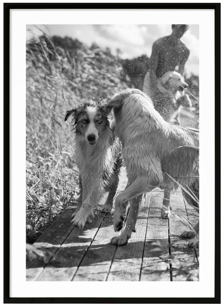 Black and white posters of playing dogs on jetty. Black frame. 