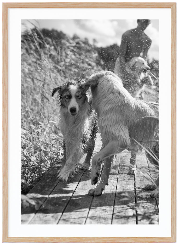 Black and white posters of playing dogs on jetty. Oak frame. 