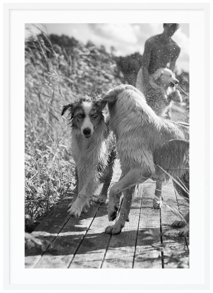 Black and white posters of playing dogs on jetty. White frame. 