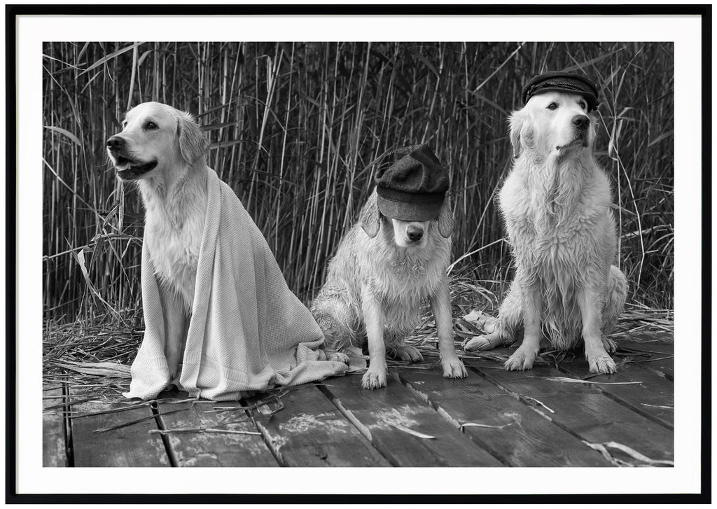 Black and white poster of three sitting dogs with caps on a jetty. Black frame.