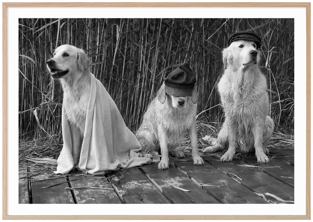 Black and white poster of three sitting dogs with caps on a jetty. Oak frame. 