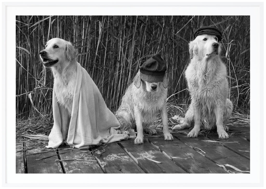 Black and white poster of three sitting dogs with caps on a jetty. White frame.