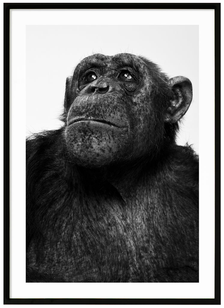 Photograph of the chimpanzee Sina in black and white. Black frame. 