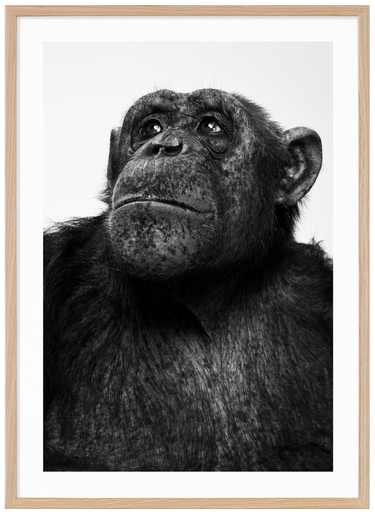 Photograph of the chimpanzee Sina in black and white. Oak frame. 