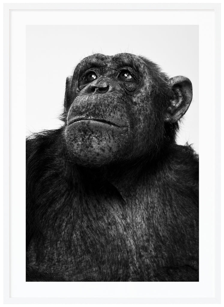 Photograph of the chimpanzee Sina in black and white. White frame. 