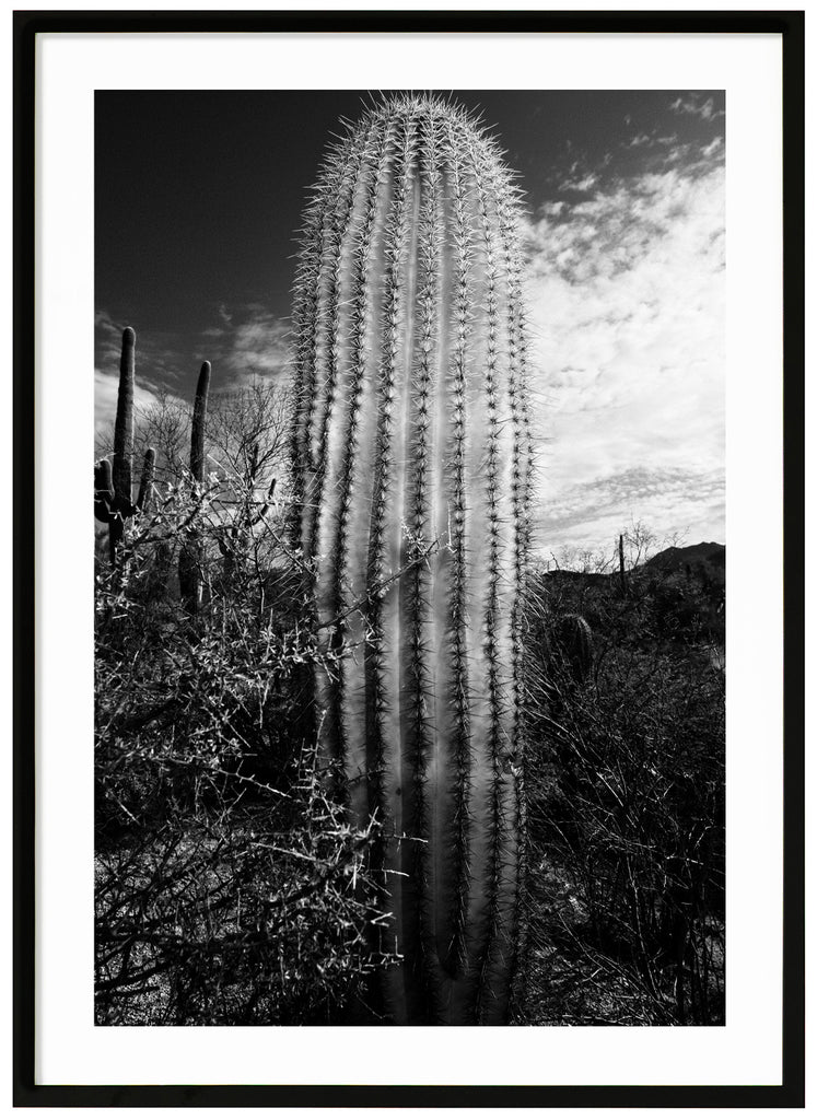 A black and white cactus in the desert off Tucson. Black frame. 
