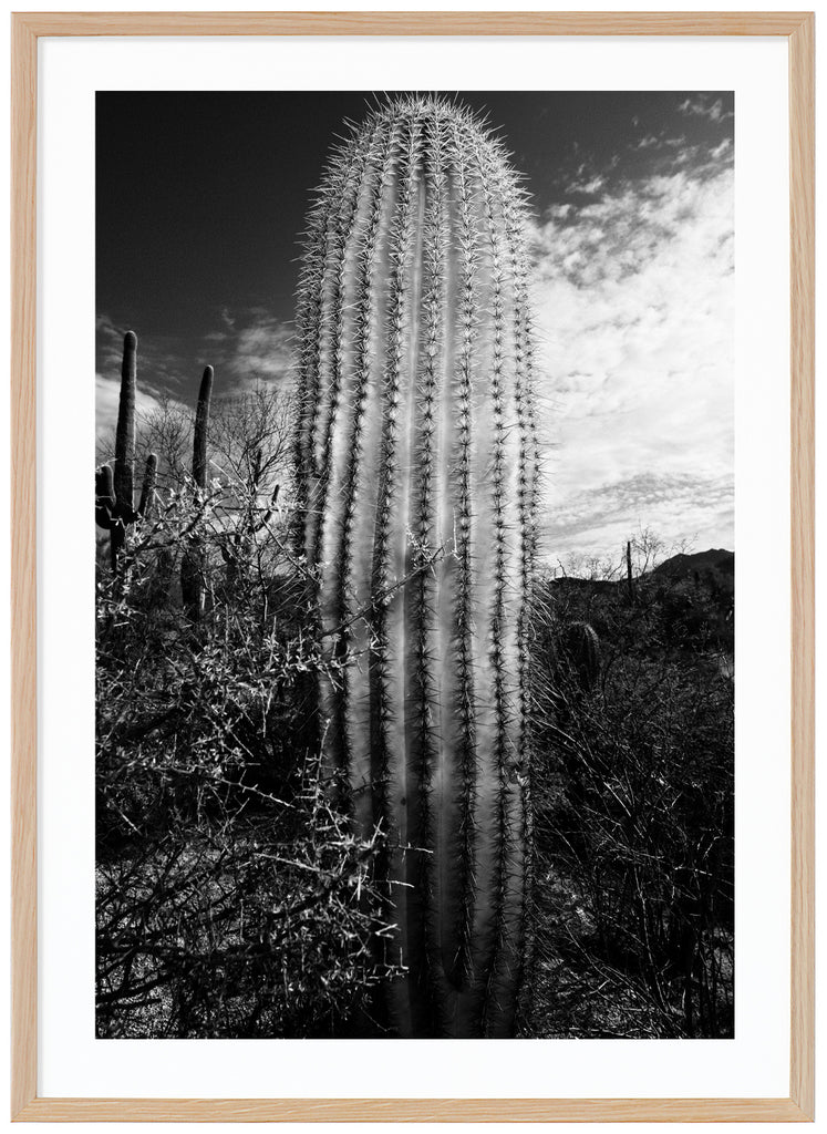 A black and white cactus in the desert off Tucson. Oak frame. 