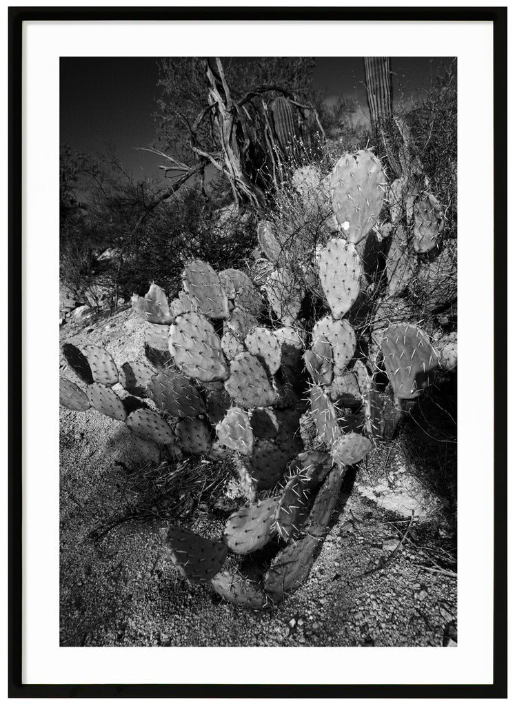 Black and white photograph of the flat pear-shaped Prickey Pear cactus. Black frame.