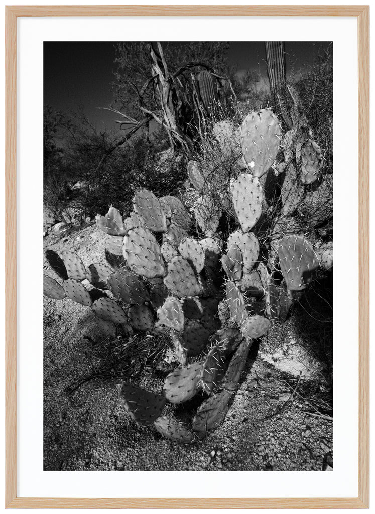 Black and white photograph of the flat pear-shaped Prickey Pear cactus. Oak frame.