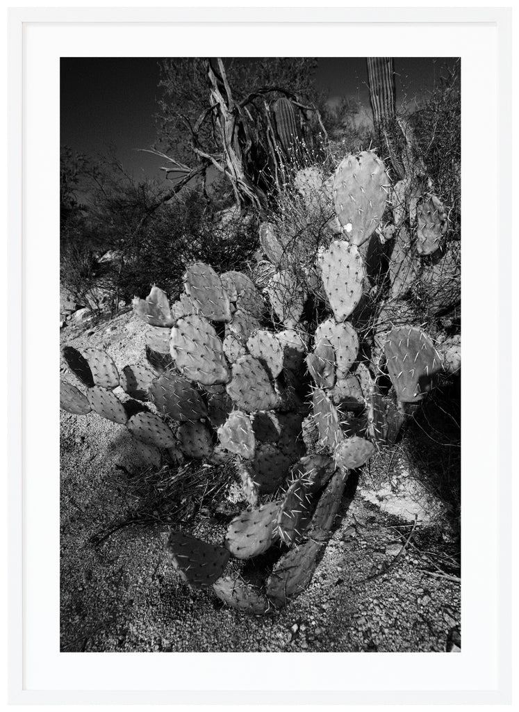 Black and white photograph of the flat pear-shaped Prickey Pear cactus. White frame.
