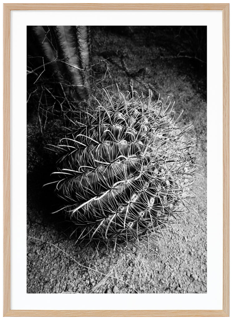 Black and white photograph of a Santa Cruz Beehive cactus. Oak frame. 