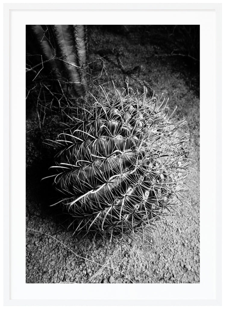 Black and white photograph of a Santa Cruz Beehive cactus. White frame. 