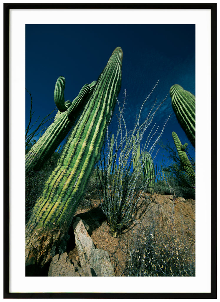 Color photography of the famous Saguaro cactus. Black frame. 