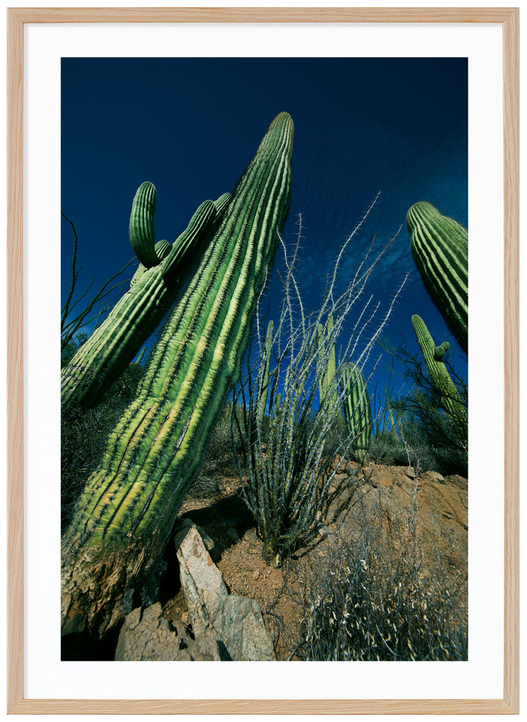 Color photography of the famous Saguaro cactus. Oak frame. 