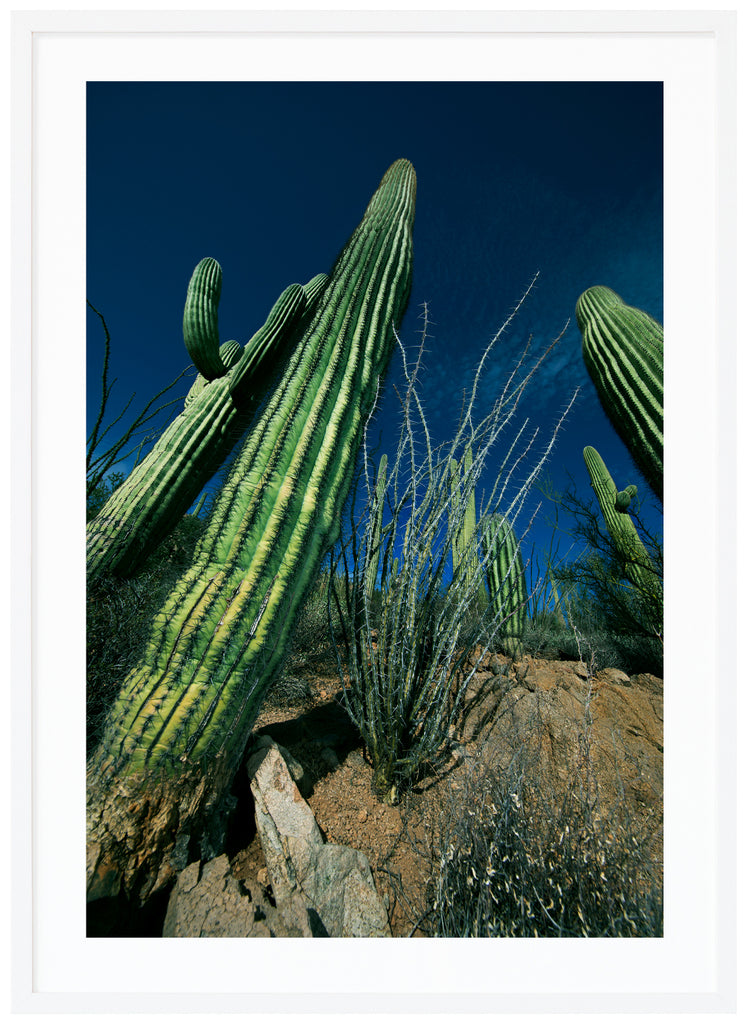 Color photography of the famous Saguaro cactus. White frame. 