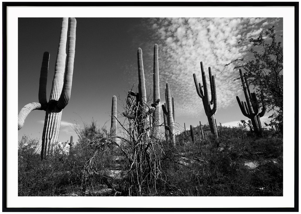 Black and white photograph of Saguaro cacti in Tucson. Black frame. 