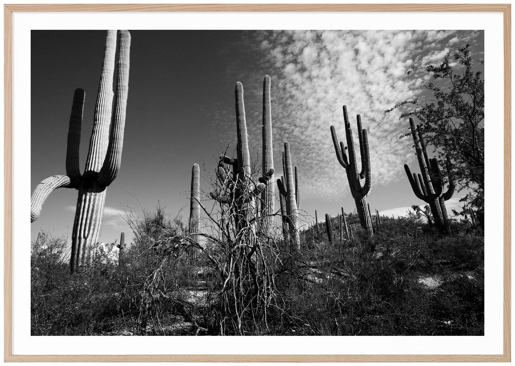 Black and white photograph of Saguaro cacti in Tucson. Oak frame. 
