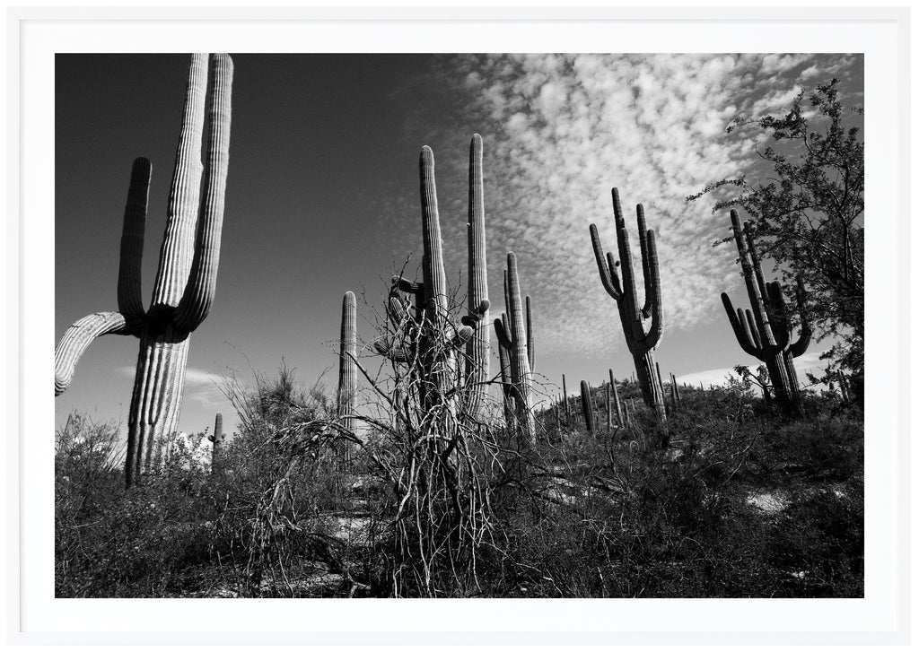 Black and white photograph of Saguaro cacti in Tucson. White frame. 