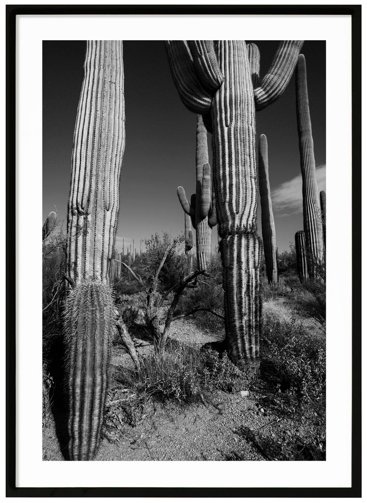 Black and white photograph of the famous Saguaro cactus. Black frame. 