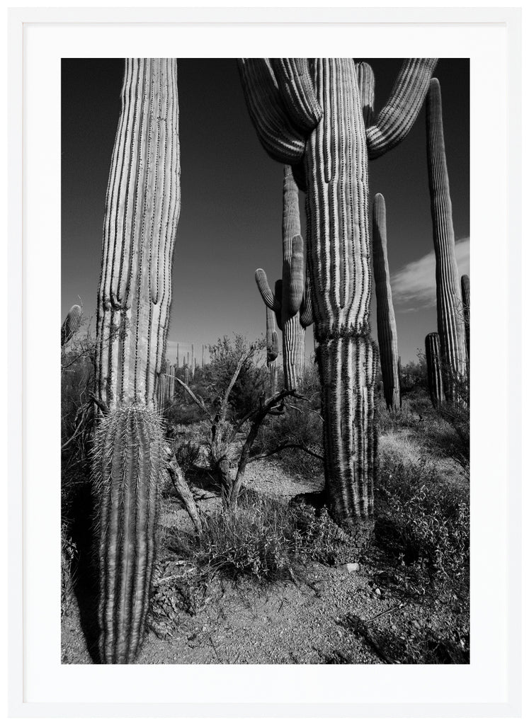 Black and white photograph of the famous Saguaro cactus. White frame. 