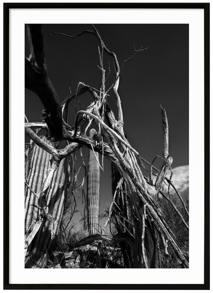 Black and white photo art of cacti with dead trees in the foreground. Black frame. 