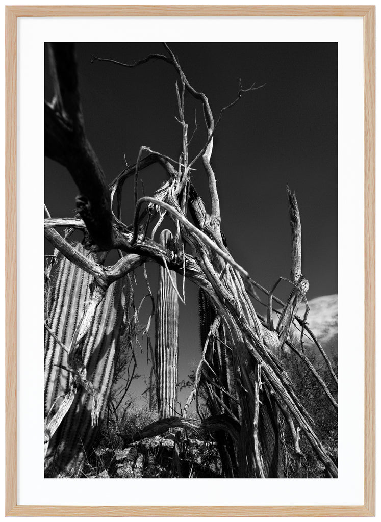 Black and white photo art of cacti with dead trees in the foreground. Oak frame.