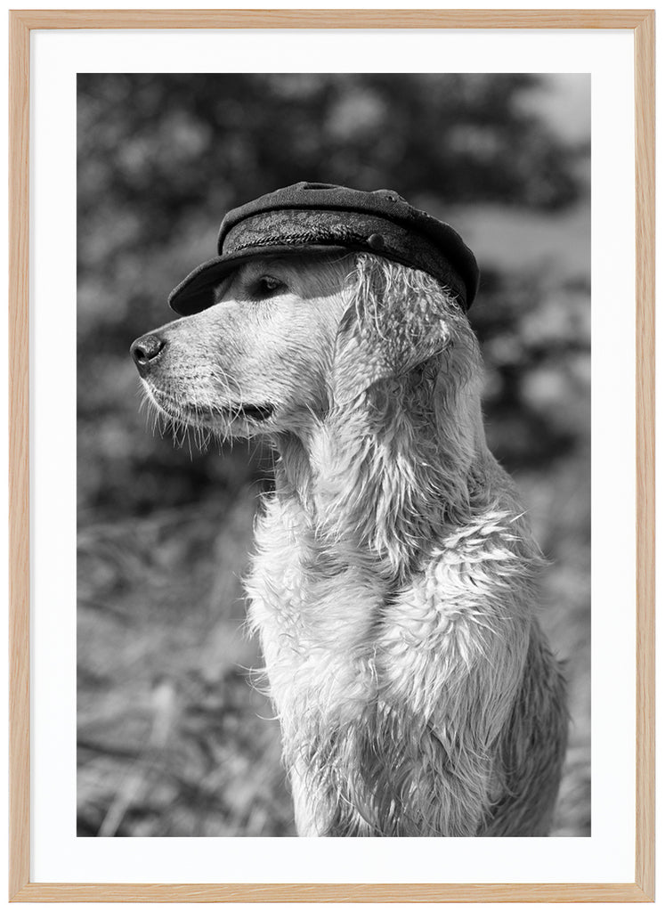 Black and white posters. Close-up of dog with hat looking to the side. Oak frame. 