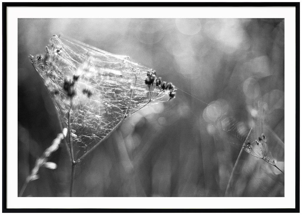 Analogous photograph of cobwebs. Black frame. 