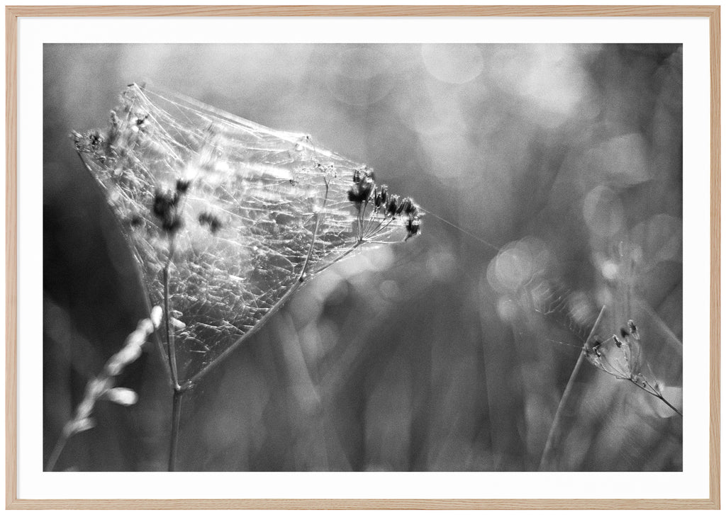 Analogous photograph of cobwebs. Oak frame. 