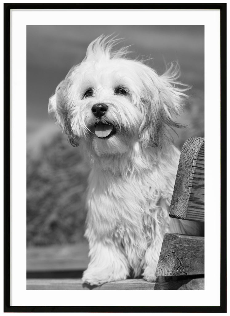 Black and white poster of white dog with blowing fur and tongue out sitting on a wooden bench. Black frame. 