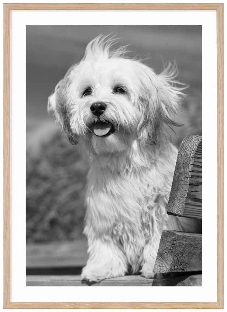 Black and white poster of white dog with blowing fur and tongue out sitting on a wooden bench. Oak frame. 