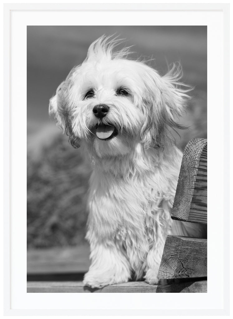 Black and white poster of white dog with blowing fur and tongue out sitting on a wooden bench. White frame. 