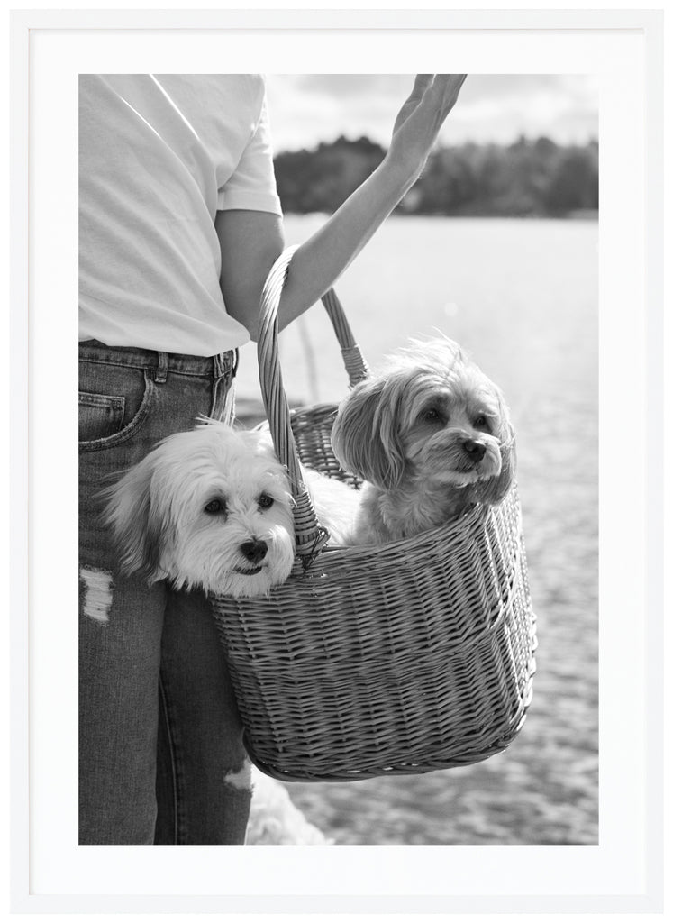 Black and white items of two dogs carried in a wooden basket. White frame. 