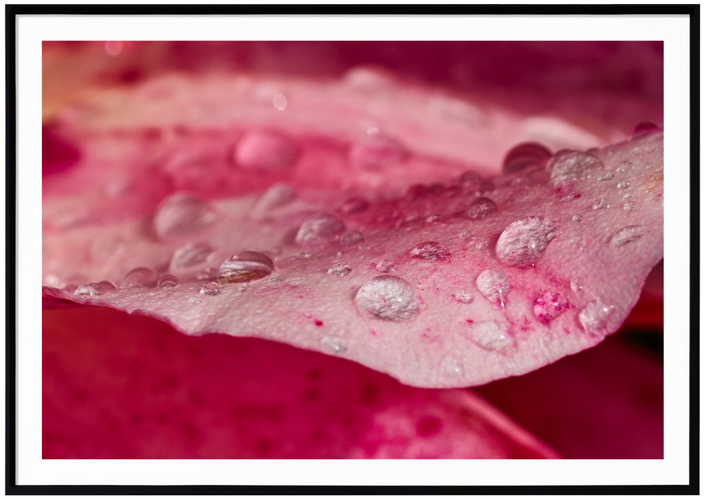 Poster of pink rose petals with water drops on. Black frame. 