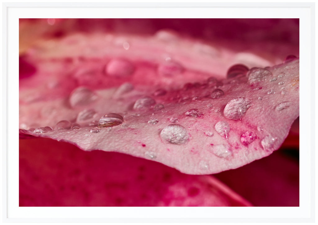 Poster of pink rose petals with water drops on. White frame. 