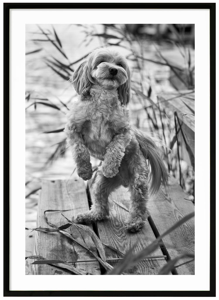 Black and white posters of dog standing on hind paws on a jetty with reeds in the background. Black frame. 