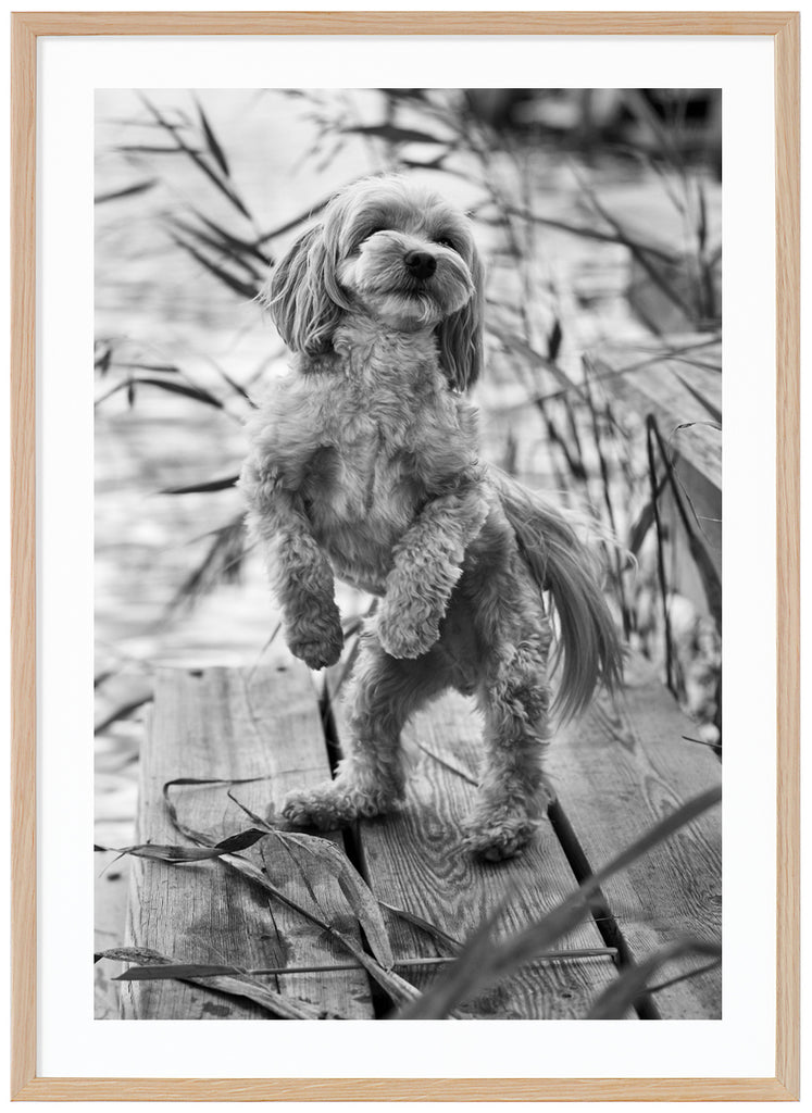 Black and white posters of dog standing on hind paws on a jetty with reeds in the background. Oak frame. 