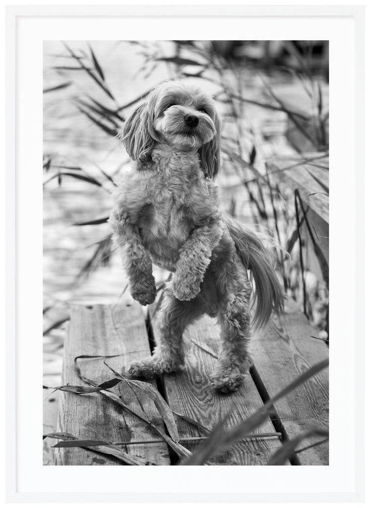 Black and white posters of dog standing on hind paws on a jetty with reeds in the background. White frame. 