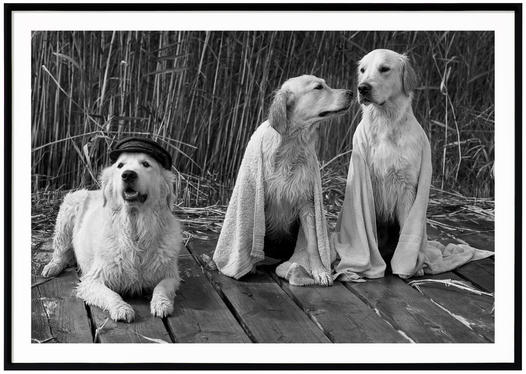 Black and white poster of three wet white dogs on jetty with reeds in the background. Landscape format. Black frame. 